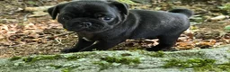 Pug dogs for sale: Brittney - Ad 3