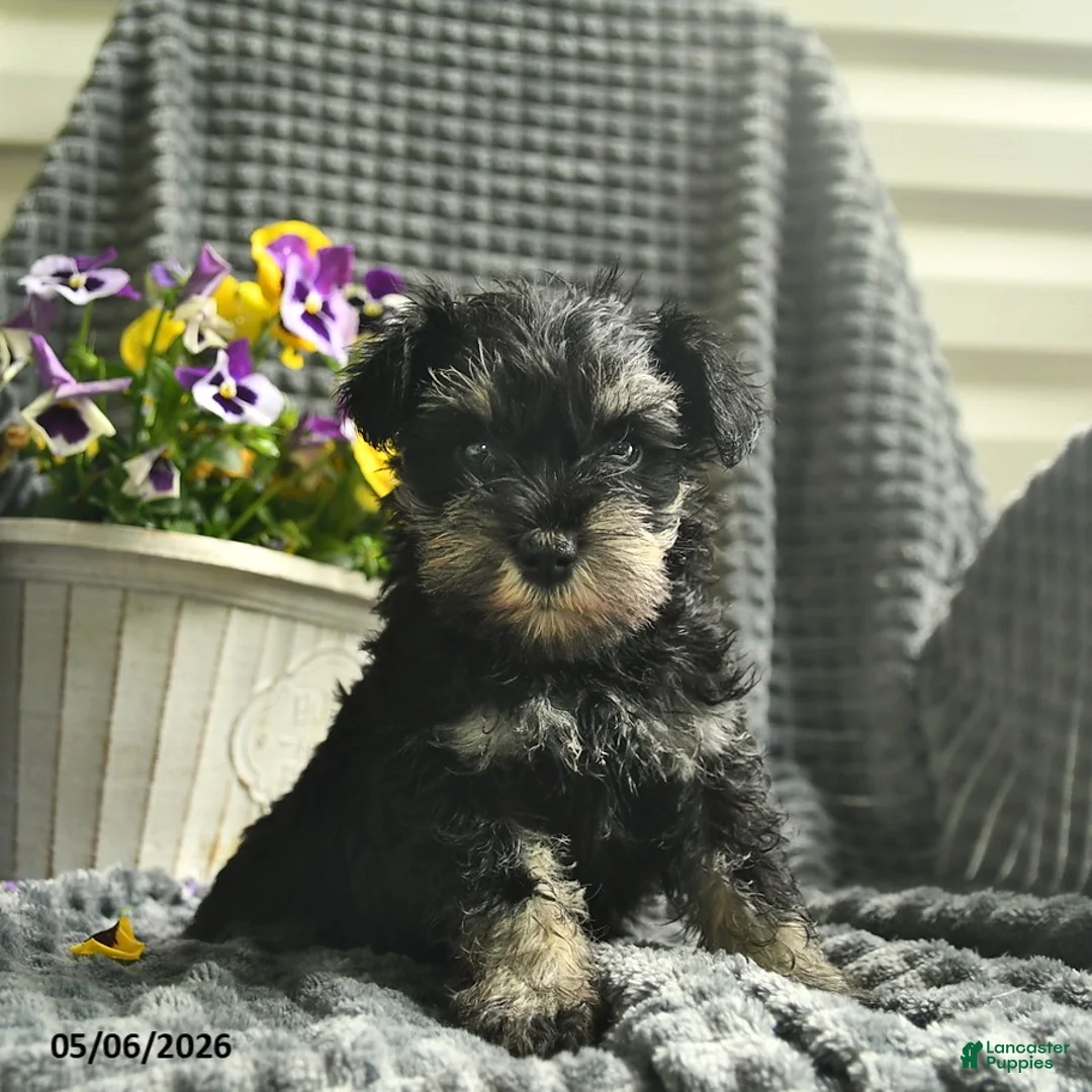 Miniature Schnauzer dogs for sale: Jasmine - Ad 1