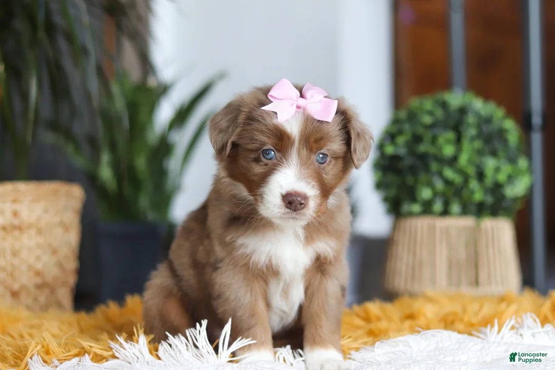 Australian Shepherd dogs for sale: Oz - Ad 1