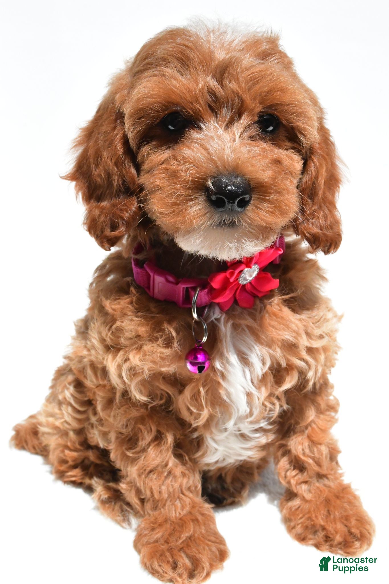 Cockapoo dogs Tiffany - Ad 2