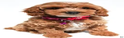Cockapoo dogs for sale: Tiffany - Ad 2