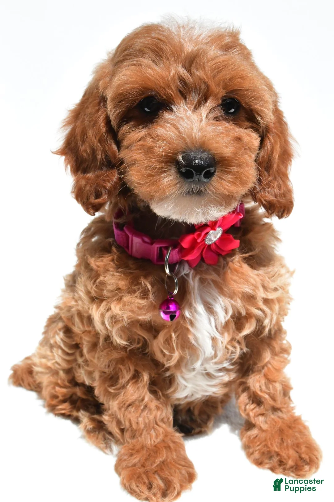 Cockapoo dogs for sale: Tiffany - Ad 2