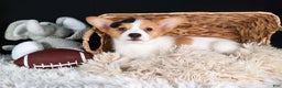 Welsh Corgi Pembroke dogs for sale: Iggy - Ad 14