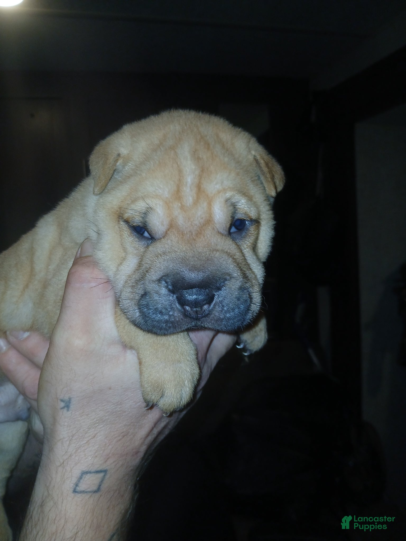 Shar Pei dogs Shar Pei Puppy 4 - Ad 2