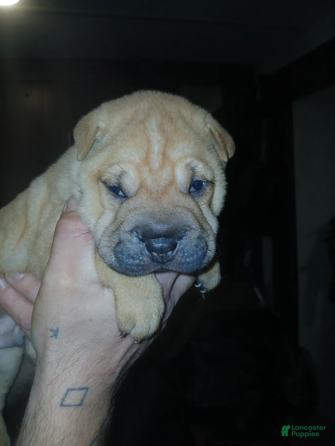 Shar Pei dogs for sale: Shar Pei Puppy 4 - Ad 1