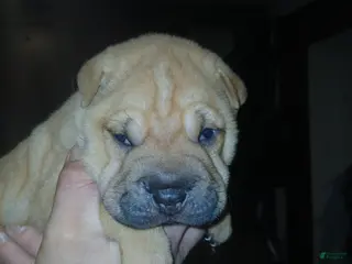 Shar Pei dogs Shar Pei Puppy 4 - Ad 2