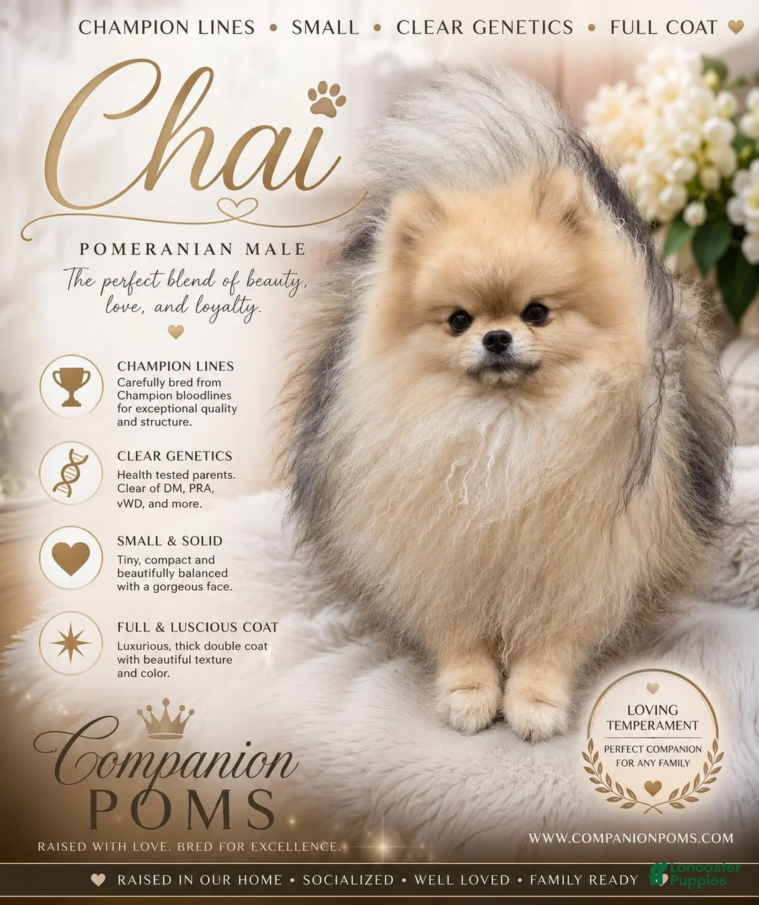 Pomeranian dogs for sale: Chai - Tiny Pom Boy - CH lines - See Video! - Ad 1