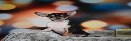 Chihuahua dogs for sale: Luca - Ad 5