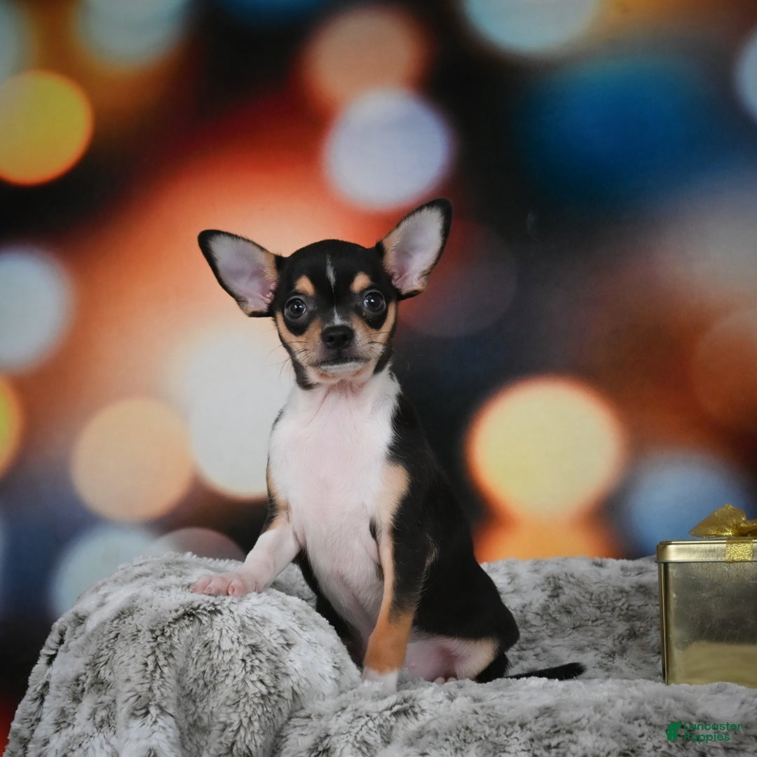 Chihuahua dogs for sale: Luca - Ad 5