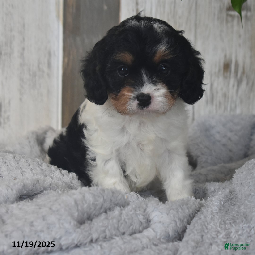 Cavapoo dogs for sale: Jolly - Ad 2