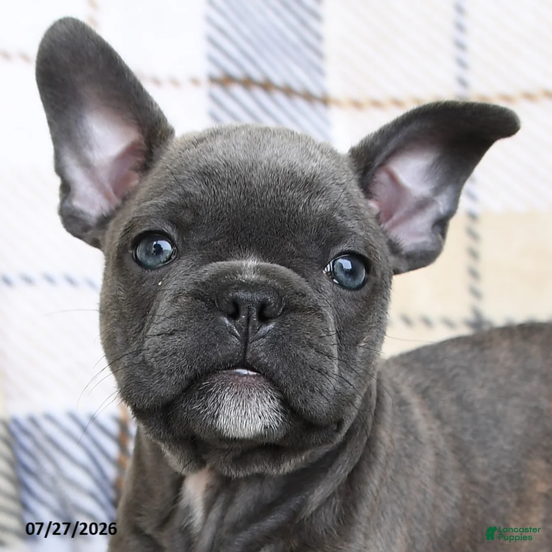 Frenchton dogs for sale: Joey - Ad 5