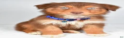 Australian Shepherd dogs for sale: Echo - Ad 8