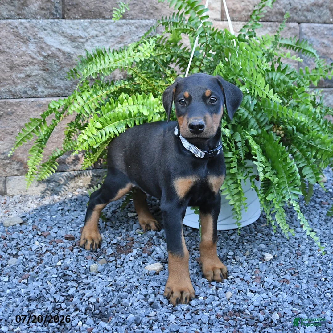 Doberman Pinscher dogs for sale: Pebbles - Ad 2