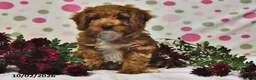 Cavapoo dogs for sale: Pumpkin - Ad 3