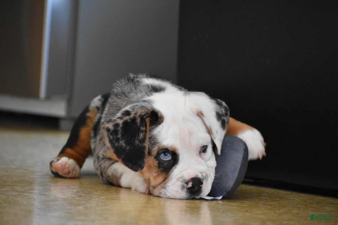 Mixed Breed dogs for sale: Cobalt - Ad 10