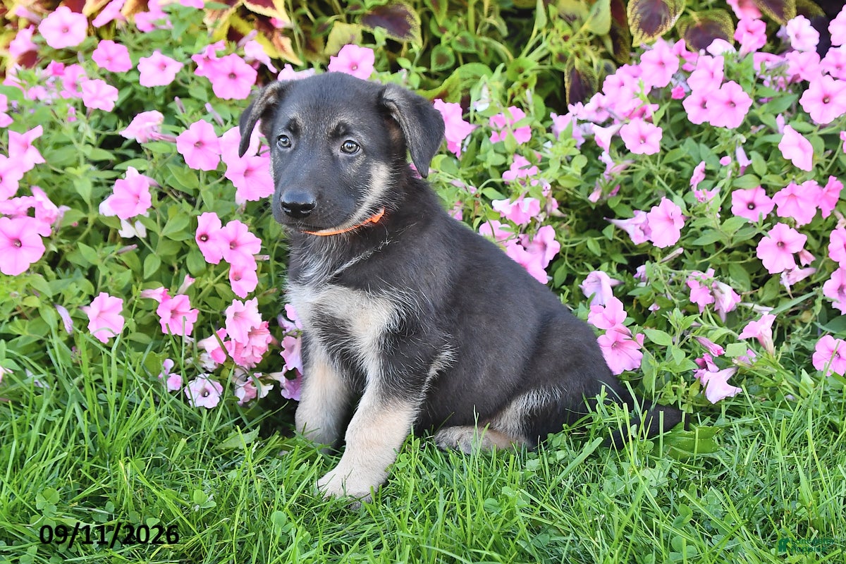 German Shepherd dogs Thomas - Ad 2