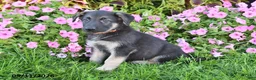 German Shepherd dogs for sale: Thomas - Ad 2