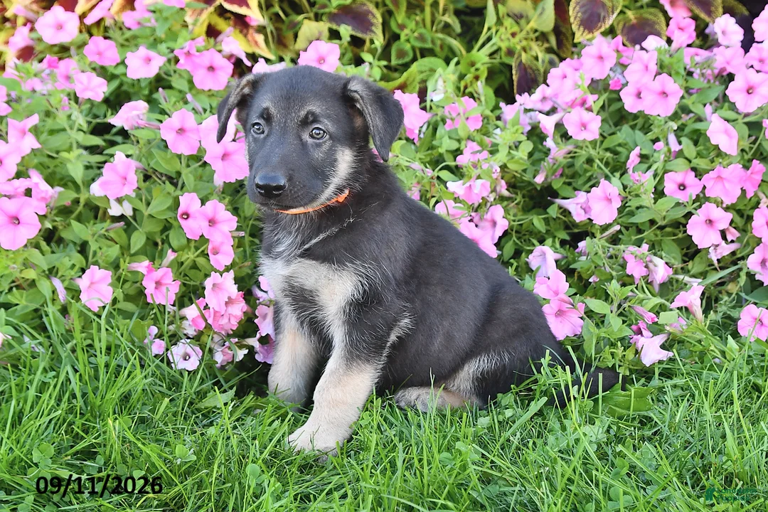 German Shepherd dogs for sale: Thomas - Ad 2