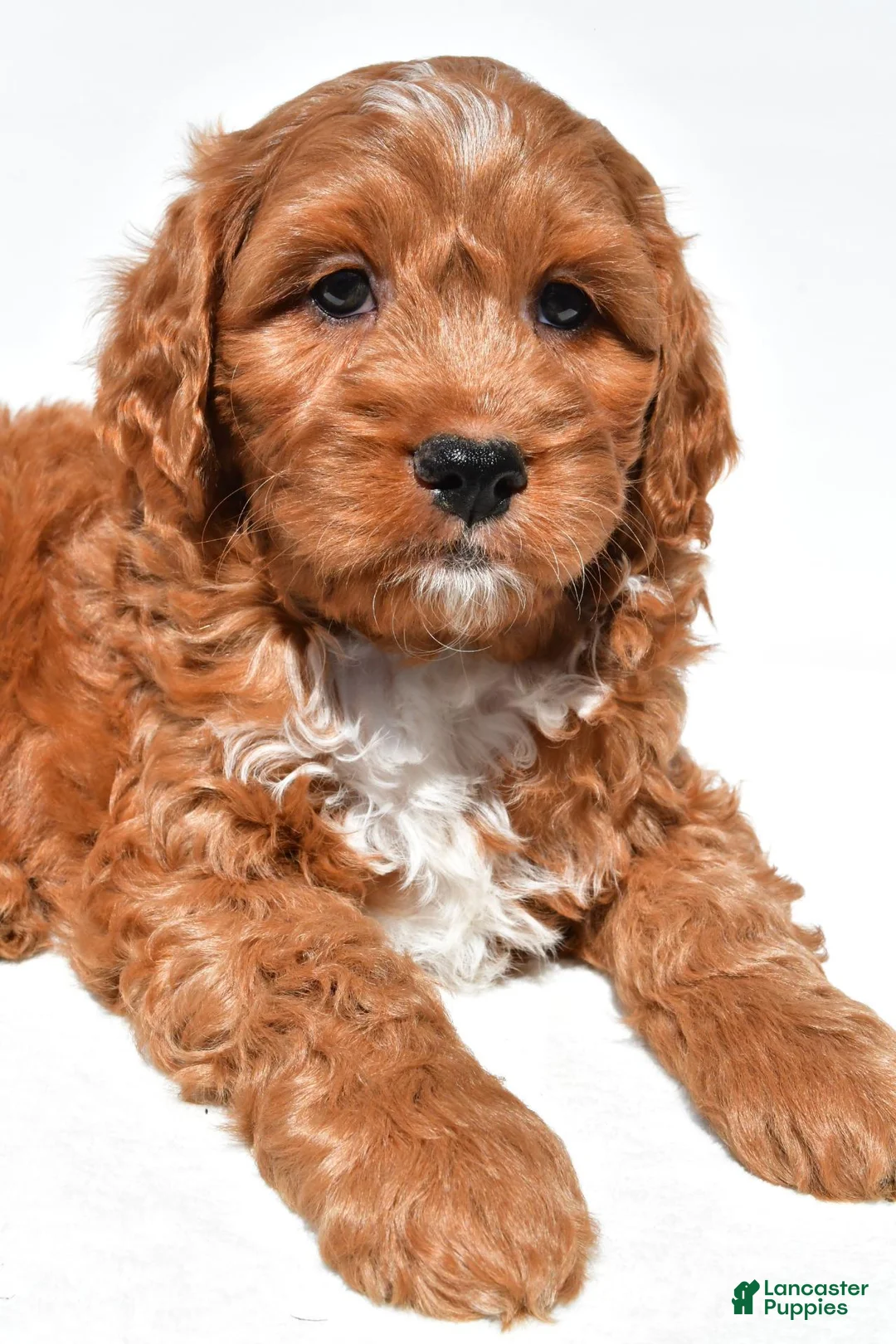 Mini Goldendoodle dogs for sale: Hudson - Ad 2
