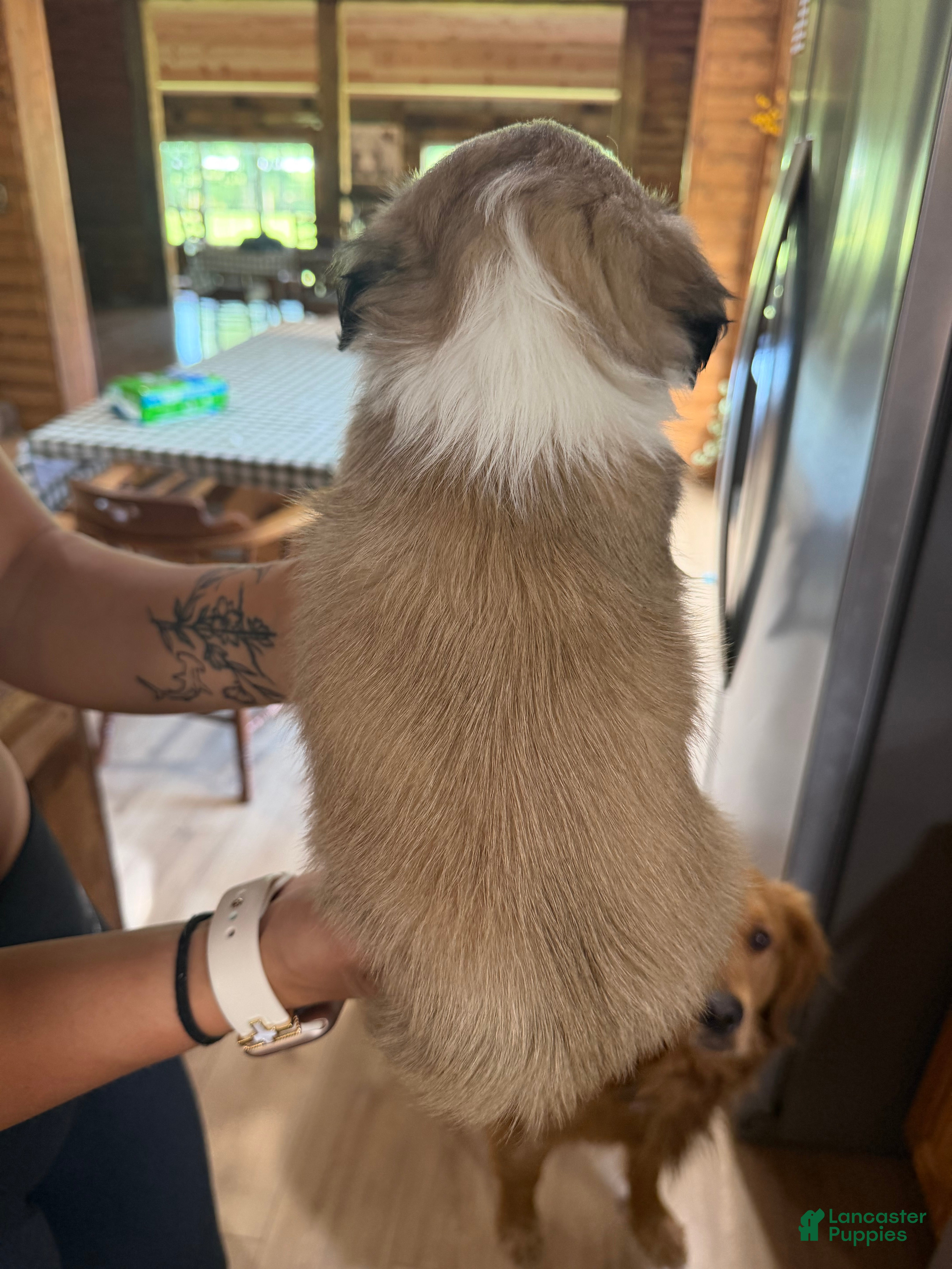 Shih Tzu dogs Bear - Ad 2