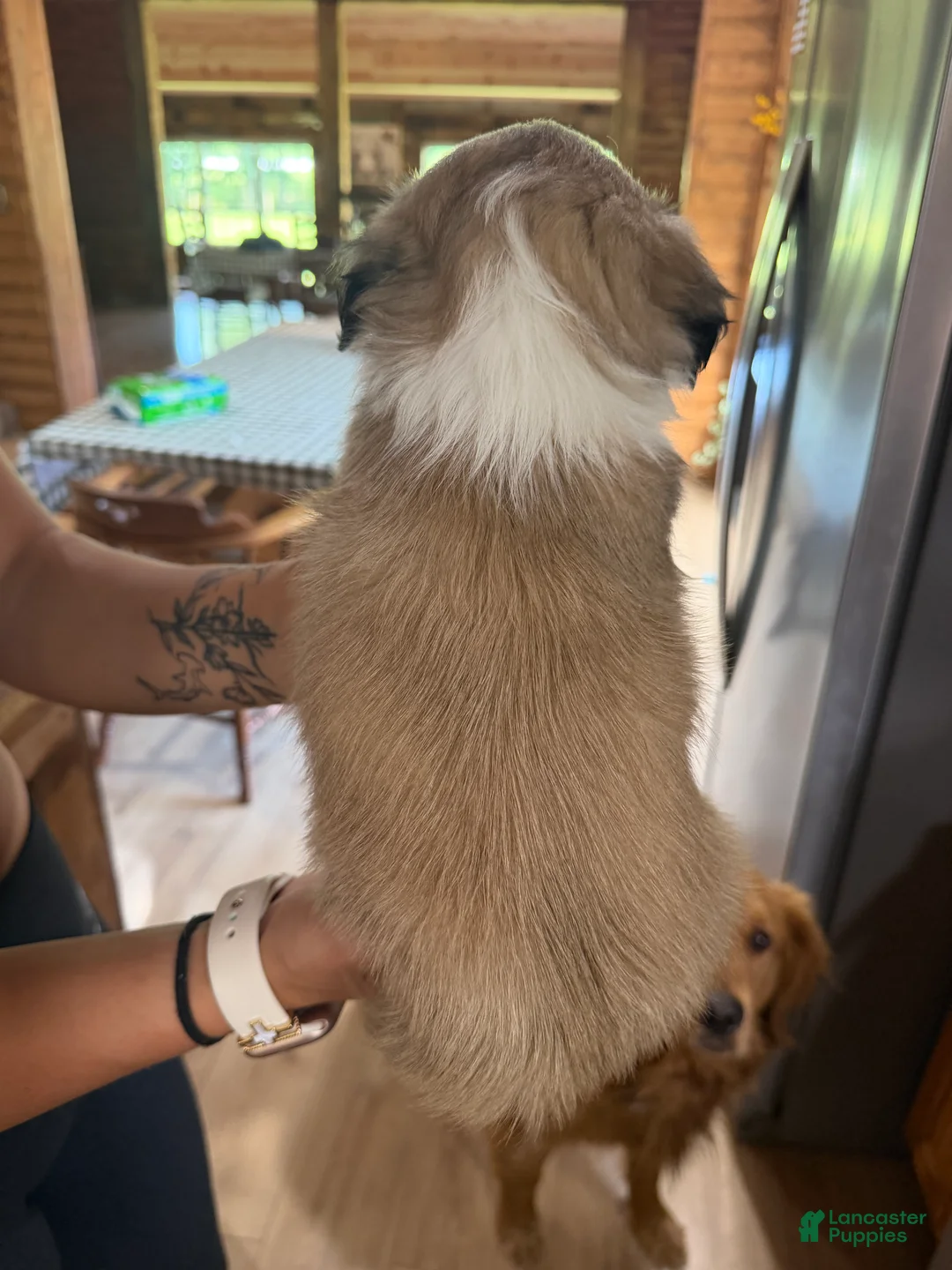 Shih Tzu dogs for sale: Bear - Ad 2