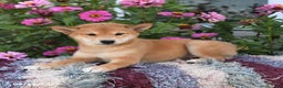 Shiba Inu dogs for sale: Isabelle - Ad 5