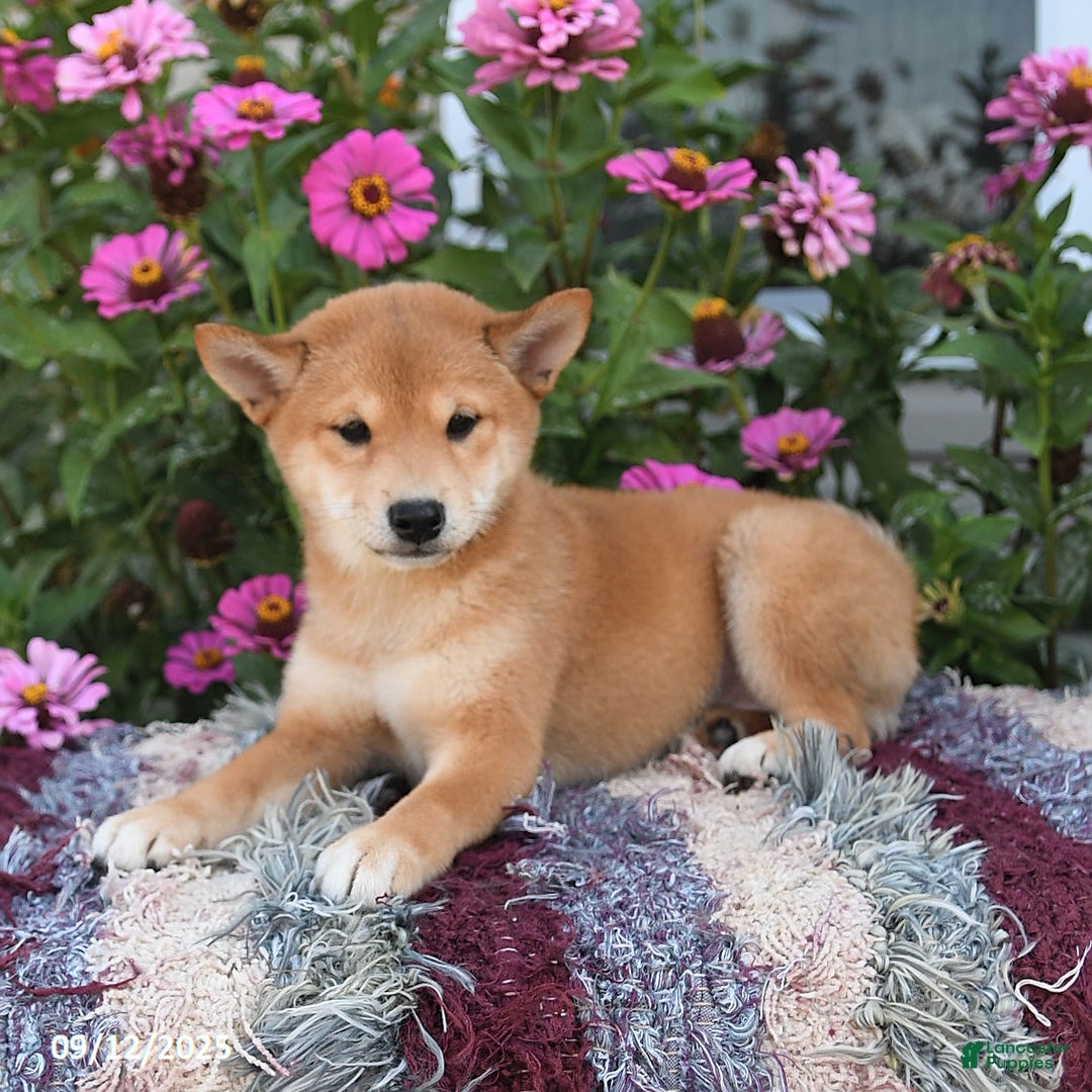 Shiba Inu dogs for sale: Isabelle - Ad 5