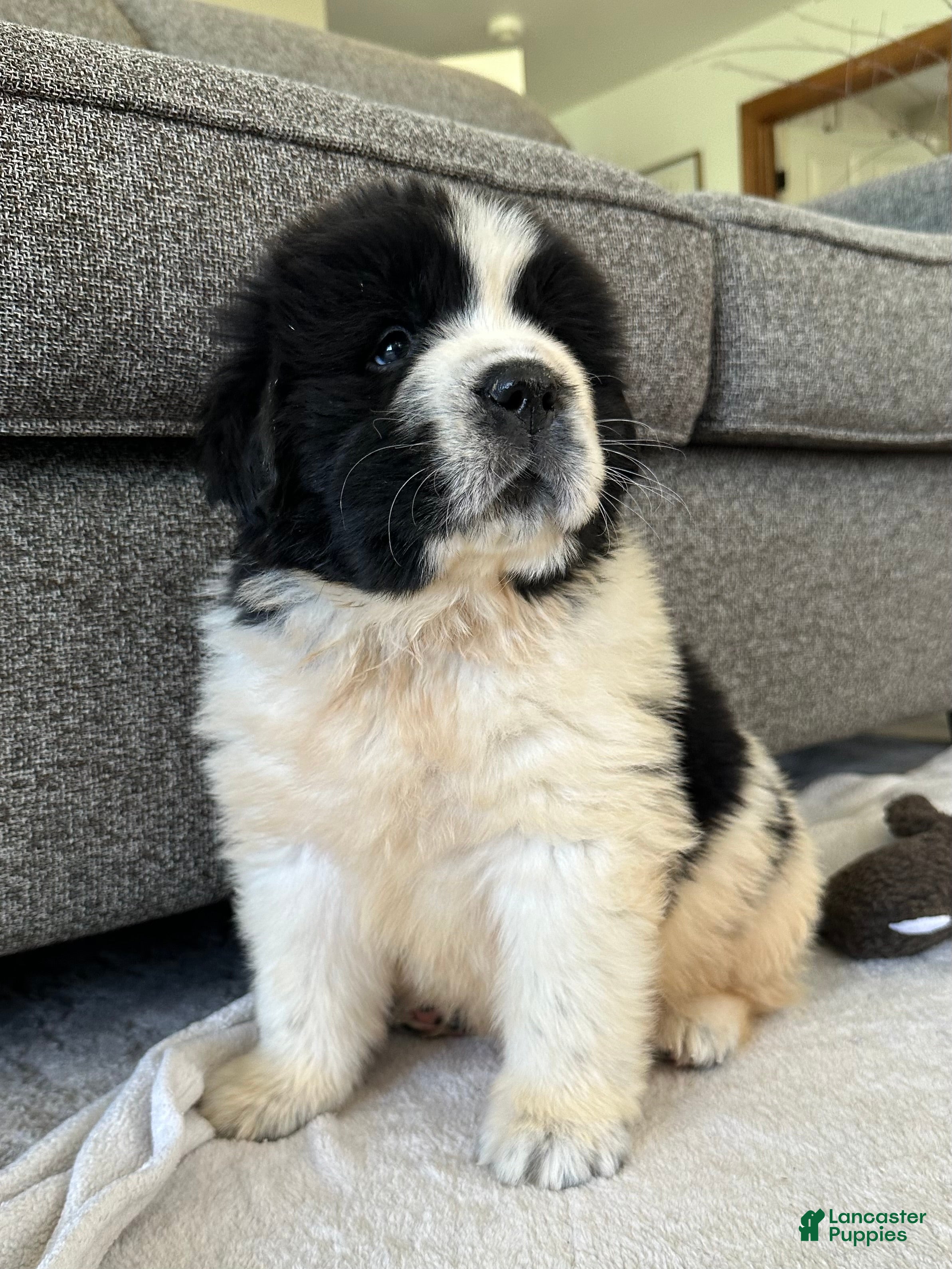 Newfoundland dogs for sale: “ Boone” OFA, CH, AKC  - Ad 6