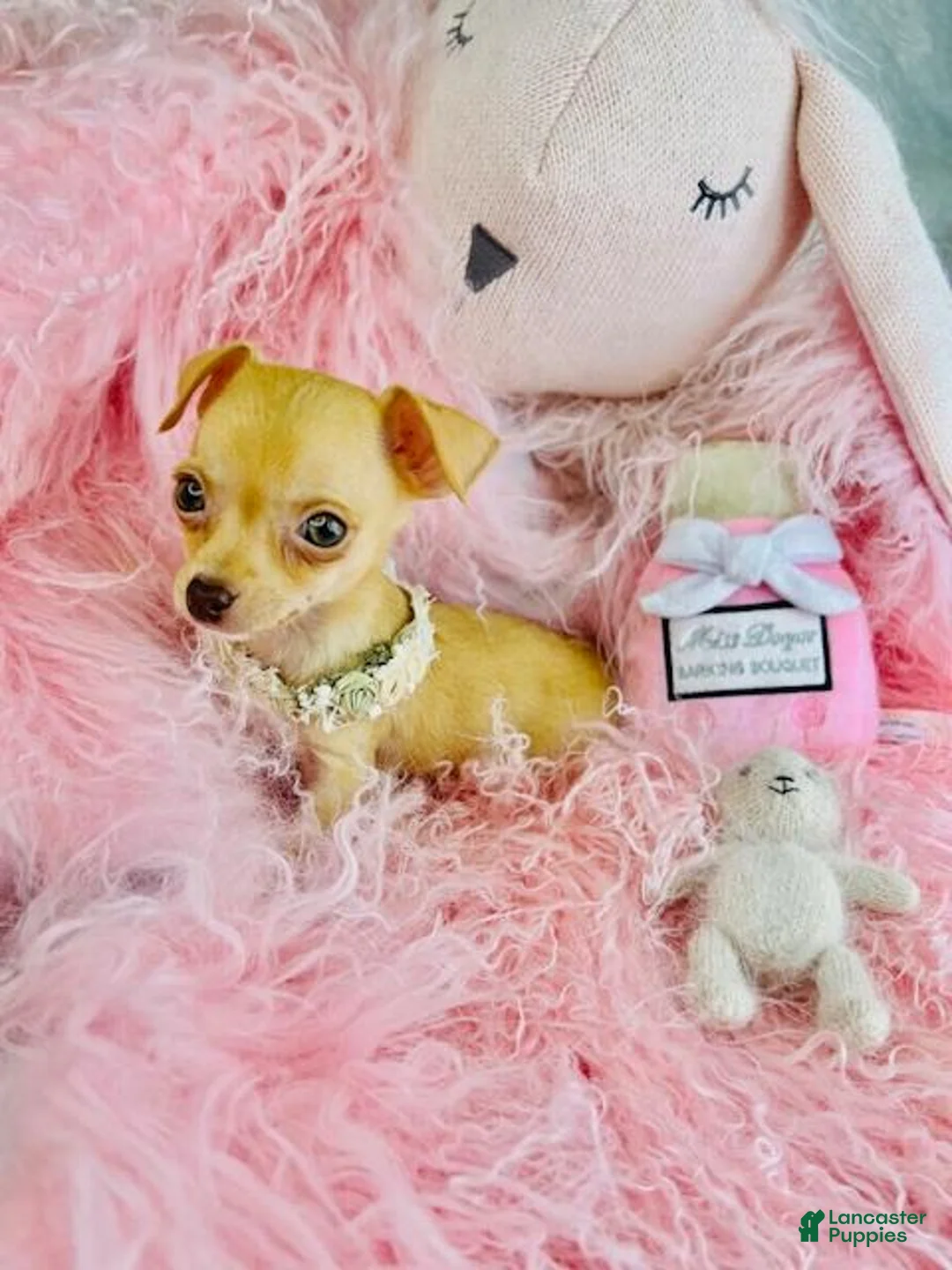 Chihuahua dogs for sale: Chihuahua Puppy 1 - Ad 2