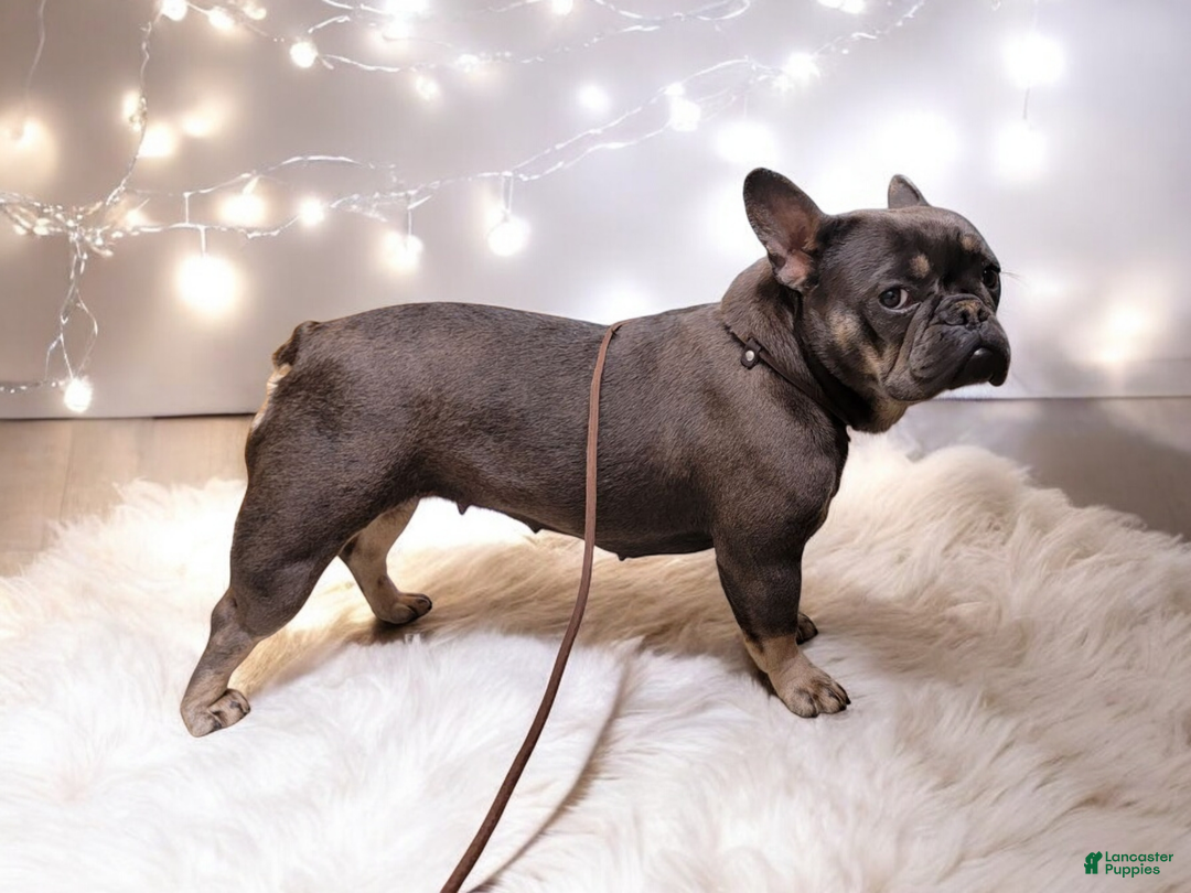 French Bulldog dogs for sale: Remi - Ad 7
