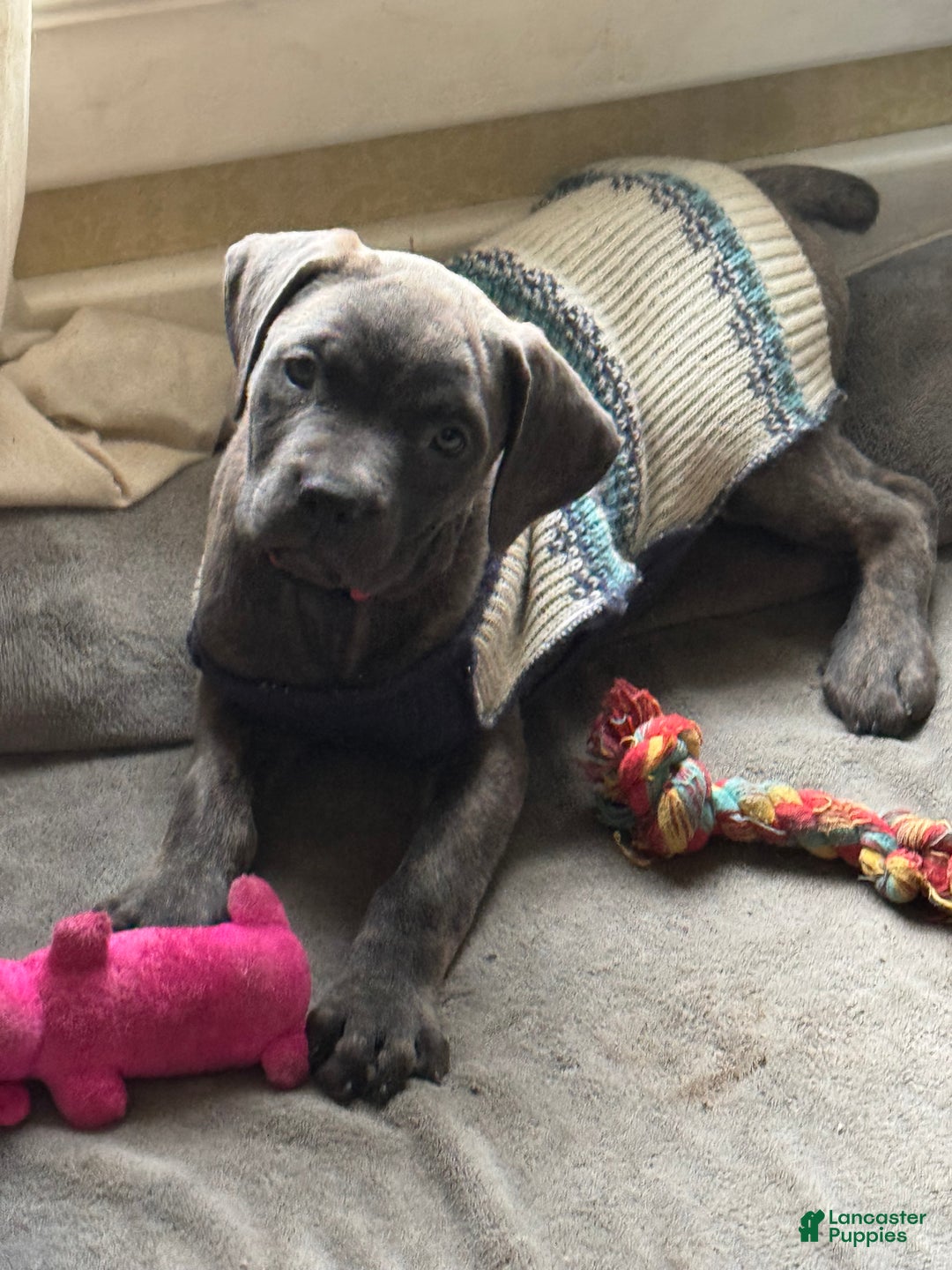 Cane Corso dogs for sale: Stormii - Ad 2