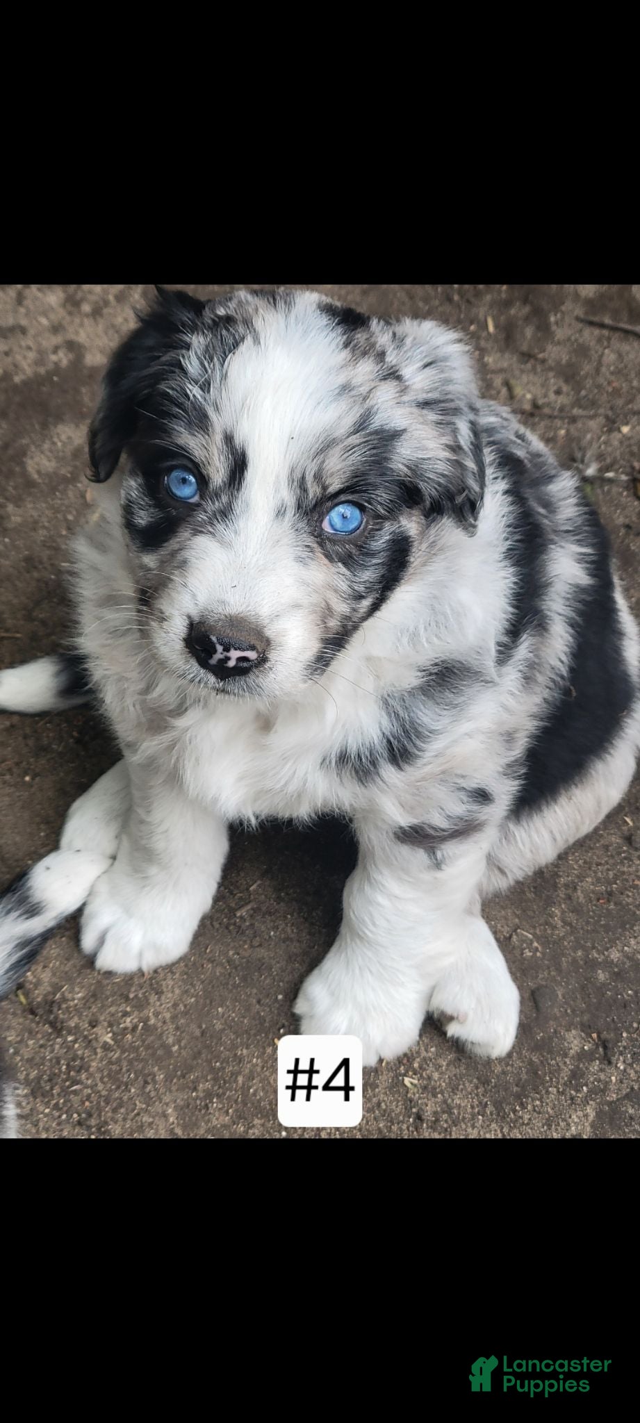 Australian Shepherd dogs Australian Shepherd 4 - Ad 1