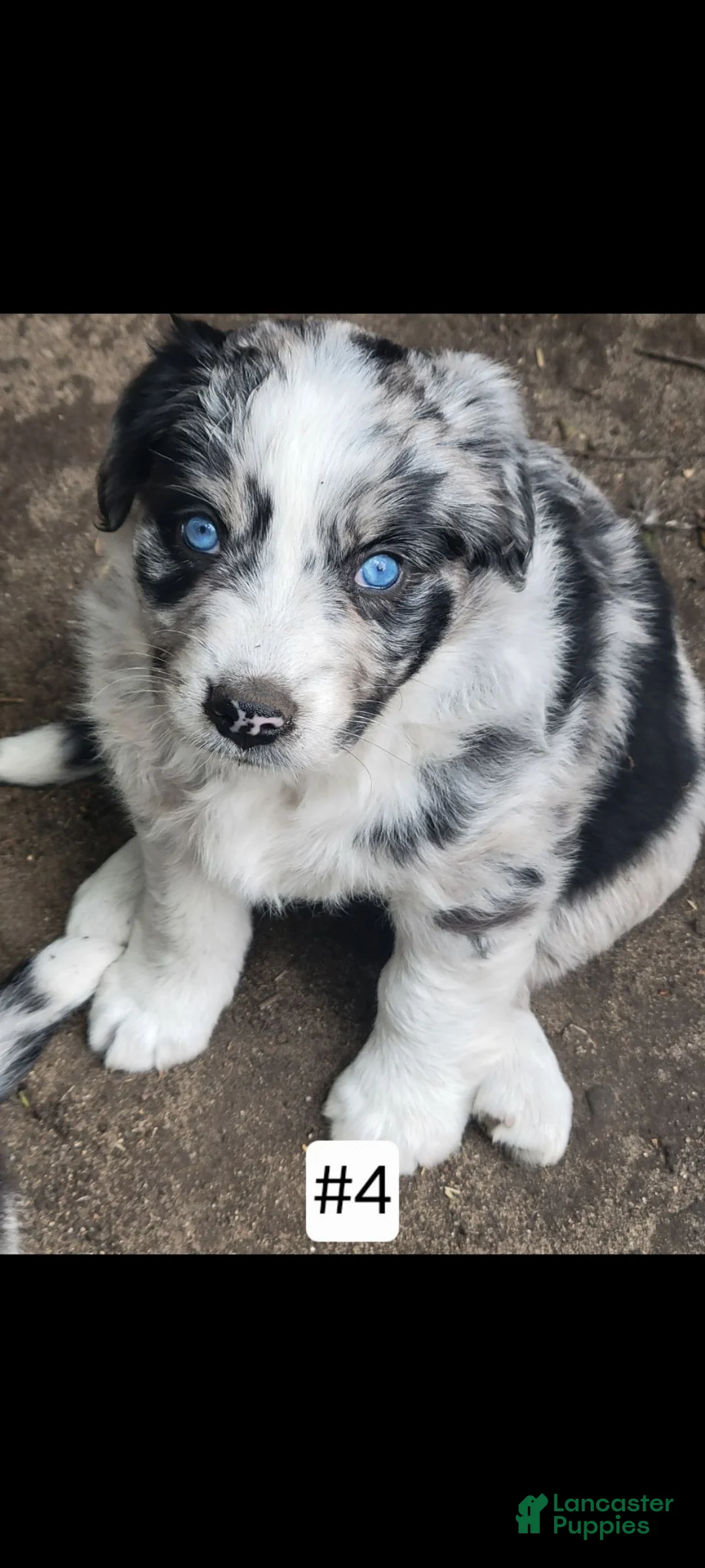 Australian Shepherd dogs for sale: Australian Shepherd 4 - Ad 1