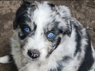 Australian Shepherd dogs for sale: Australian Shepherd 4 - Ad 1
