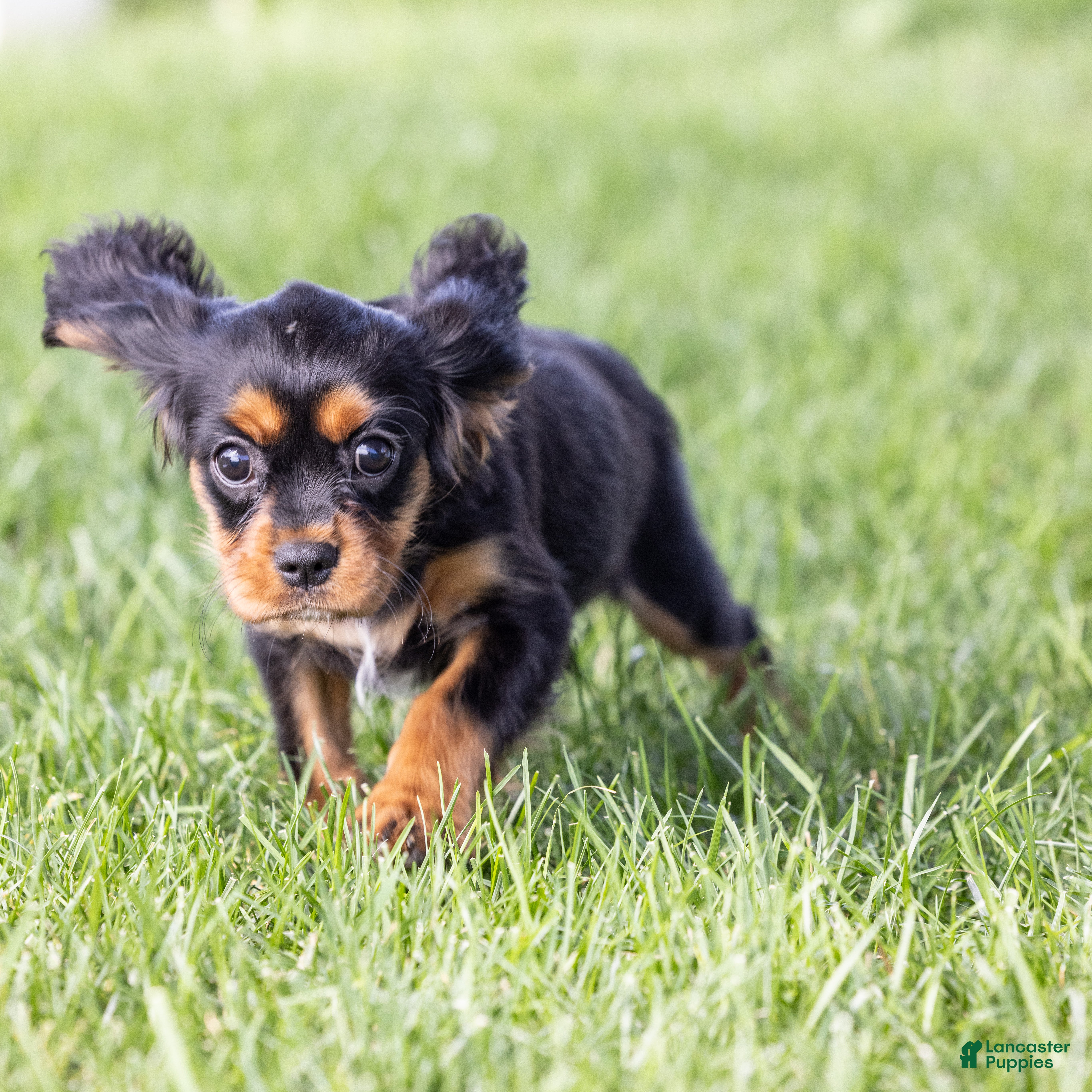 Cavalier King Charles Spaniel dogs Butch - Ad 2