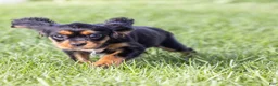 Cavalier King Charles Spaniel dogs for sale: Butch - Ad 2