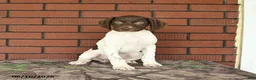 German Shorthaired Pointer dogs for sale: Garnet - Ad 9