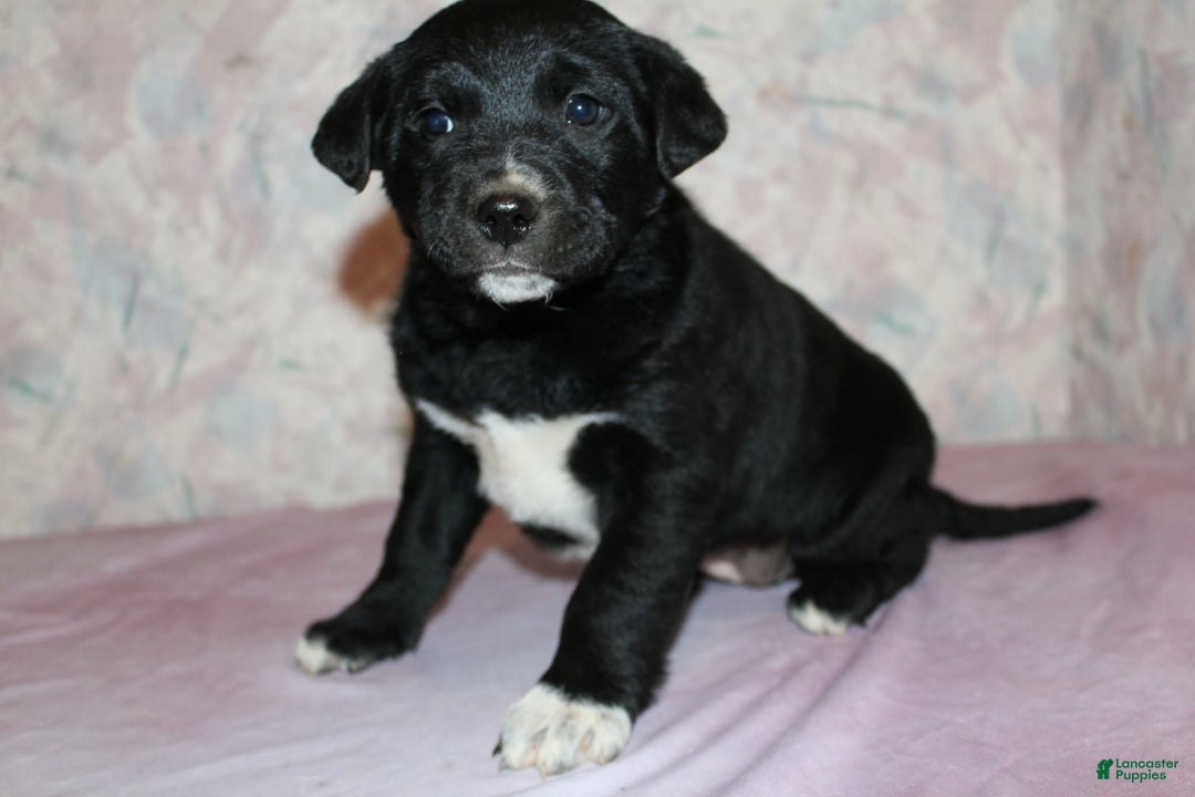 Goldador dogs for sale: Pepper - Ad 2