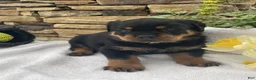 Rottweiler dogs for sale: Mr Blue  - Ad 1