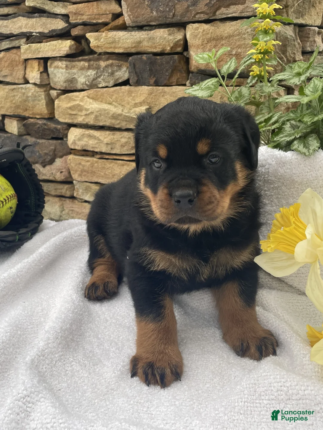 Rottweiler dogs for sale: Mr Blue  - Ad 1