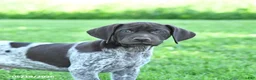 German Shorthaired Pointer dogs for sale: Rusty - Ad 3
