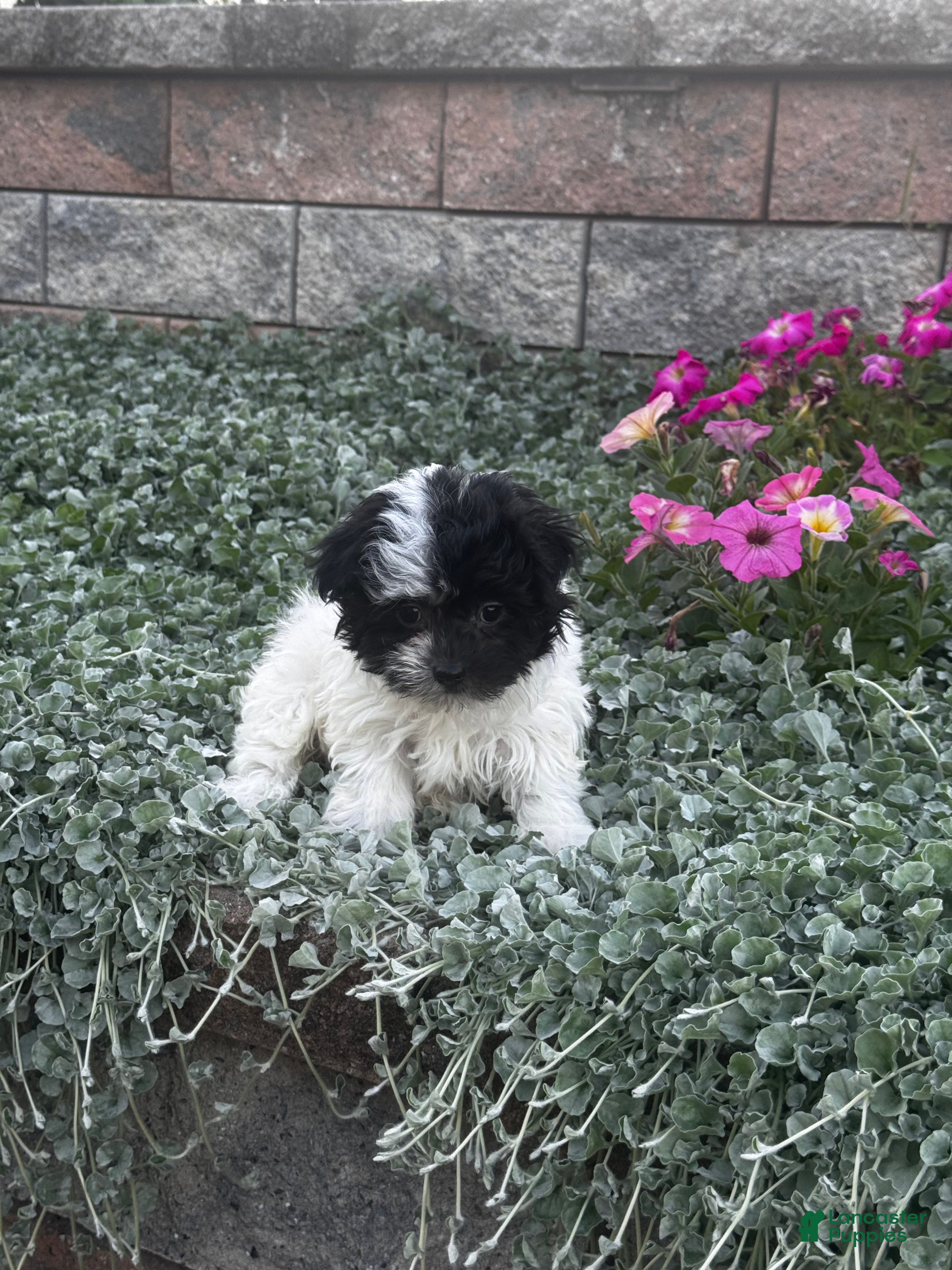 Holly (Havanese, Female) in Seneca Falls, NY