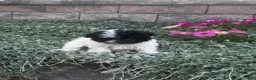 Havanese dogs for sale: Holly - Ad 1