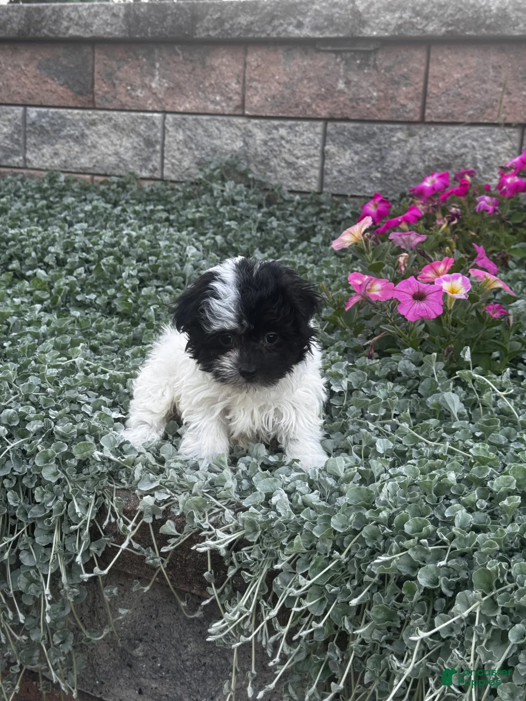 Havanese dogs for sale: Holly - Ad 1