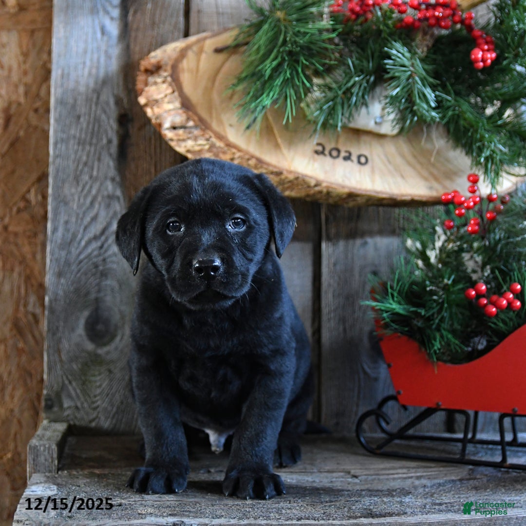 Labrador Retriever dogs for sale: Rocky - Ad 3