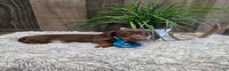 Miniature Dachshund dogs for sale: Sarge - Ad 1