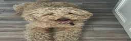 Australian Labradoodle dogs for sale: Purple Girl - Ad 3
