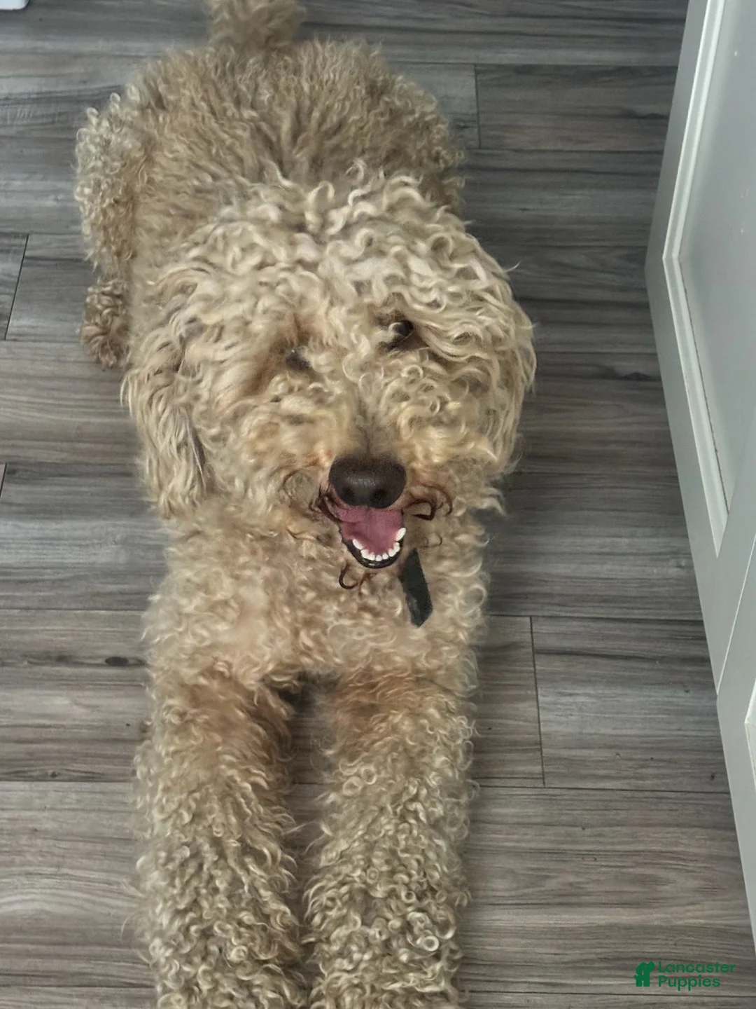 Australian Labradoodle dogs for sale: Purple Girl - Ad 3