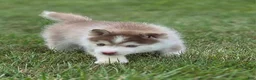 Pomsky dogs for sale: charlotte - Ad 10