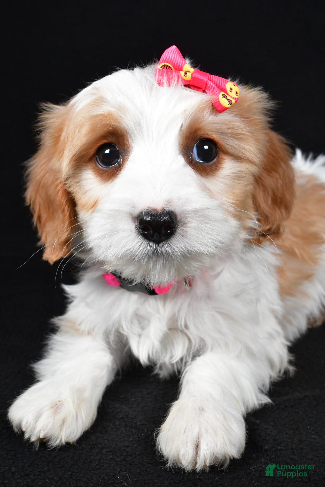 Cavapoo dogs for sale: Ellie - Ad 4